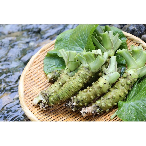 冷凍】金印物産 国産 おろし本わさび 40g (2g x 20袋) Green Beans