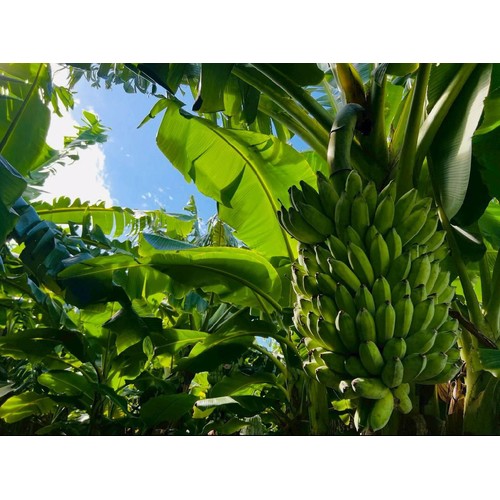沖縄県産 泉川ファームのアップルバナナ 300g