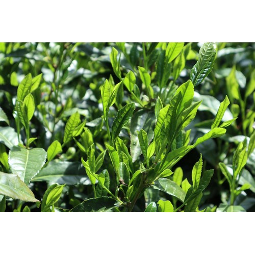 新井園本店 さやま茶 500ml