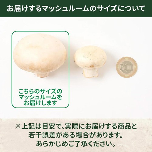 有機】山形県産 大粒マッシュルーム(ホワイト) 4個 1パック Green