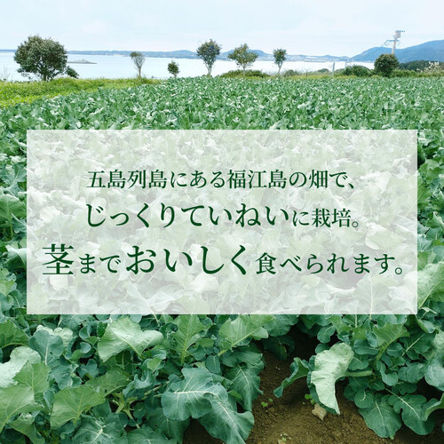 ［鮮度+］長崎県産 ブロッコリー 1個