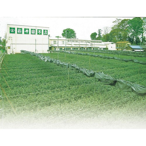 新井園本店 さやま茶 500ml