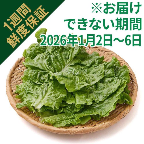 鮮度+］埼玉県産 サンチュ 7枚 1袋 Green Beans | グリーンビーンズ by