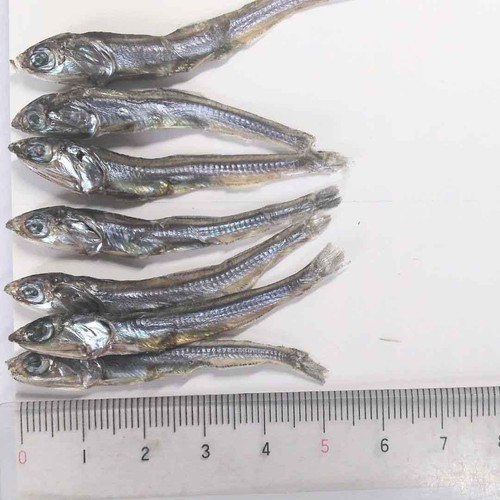 サカモト 国内産たつくり 30g