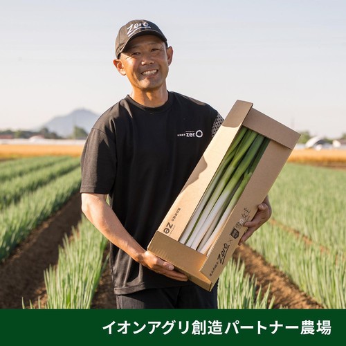 [鮮度+] 北海道産 長ねぎ 2本1袋