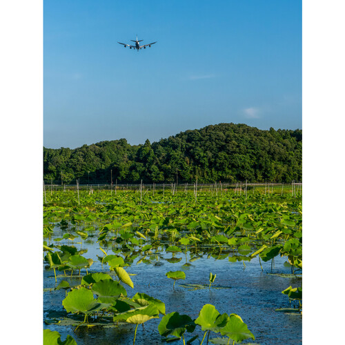 千葉県産 成田ケンコウファーム 成福れんこん 300g 1パック