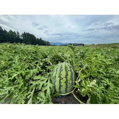 山形県産 心祝の羅皇 ザ・スウィート 大玉すいか 4.5kg 1玉
