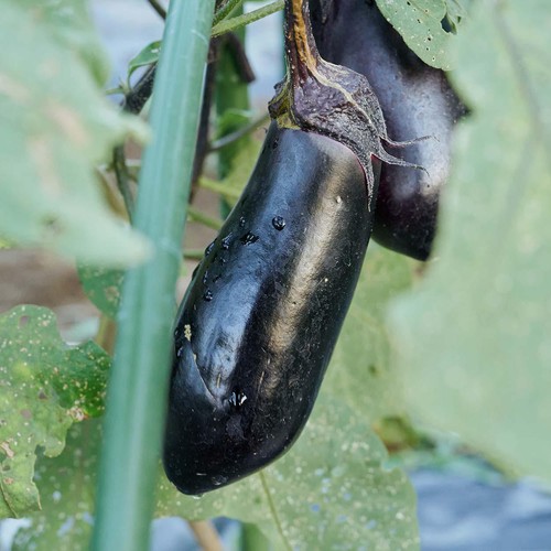 有機】千葉県産 なす 330g (3-5本) 1袋 Green Beans | グリーン
