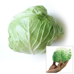 茨城県産 ミニキャベツ 1個 Green Beans | グリーンビーンズ by AEON