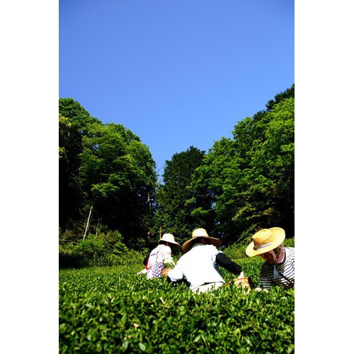 葉桐 静岡県産やぶきた茶 新茶 旬 80g