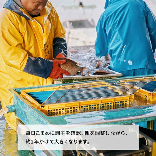 ［鮮度+］【冷蔵】愛媛県産 養殖活〆真鯛刺身用(背)  1冊 約110g