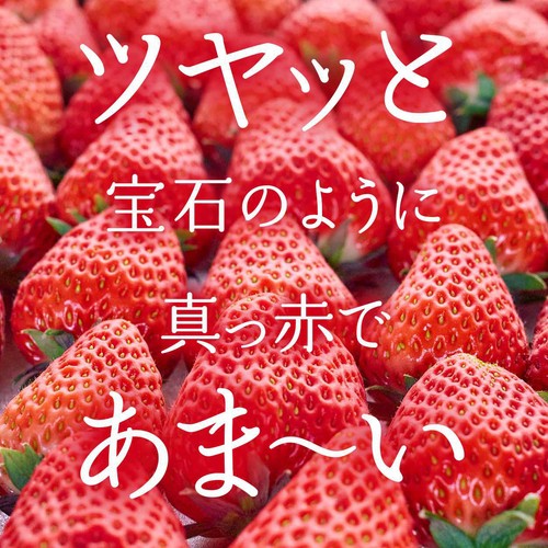 千葉県産 さんたファームのこだわりいちご(ほしうらら) 250g