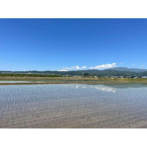 カワサキ森田屋 山形県 河北産つや姫 特別栽培米 生産者奥山農園 3kg