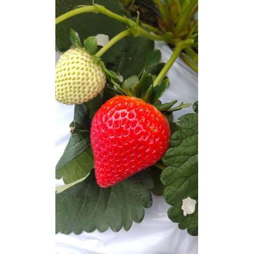 栃木県産ファーム大越 とちあいか 丸パック 70g