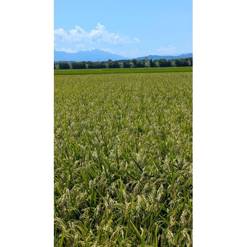 【令和8年産】カワサキ森田屋 新潟県産 なつひめ 5kg