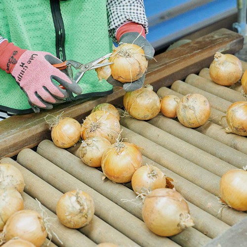 鮮度+］北海道産 たまねぎ 700g(6個) 1袋 Green Beans | グリーン