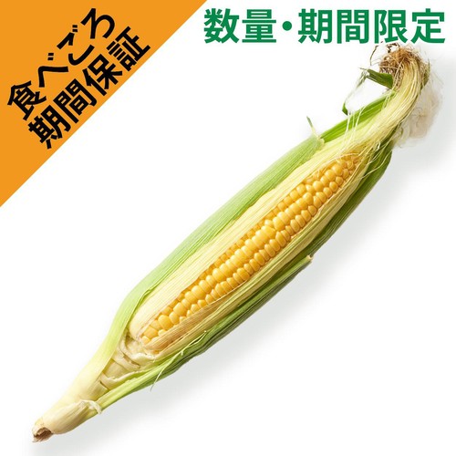 [食べごろ+] 茨城県産 とうもろこし 1本