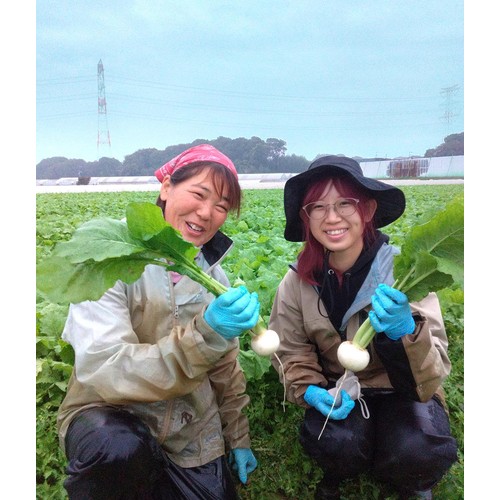 千葉県産イオン農場 かぶ 500g 3-5個 1袋