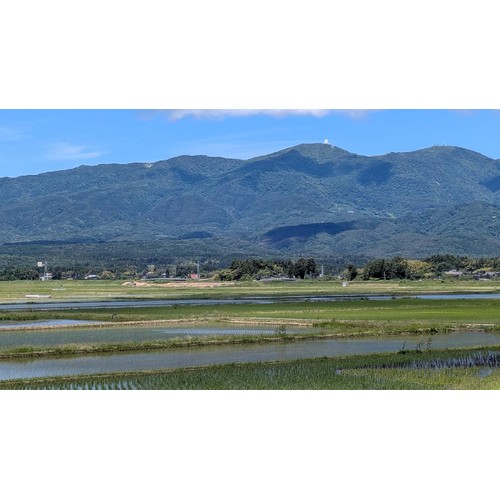 【令和8年産】カワサキ森田屋 新潟県産 こがねもち 生産者限定 1kg