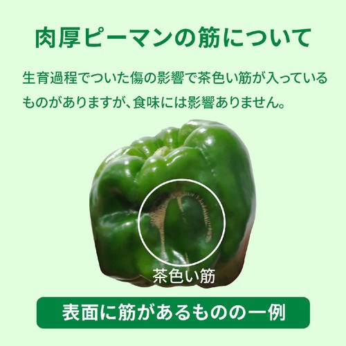 茨城県産 栃食グループ 肉厚ピーマン 160g(2-3個)
