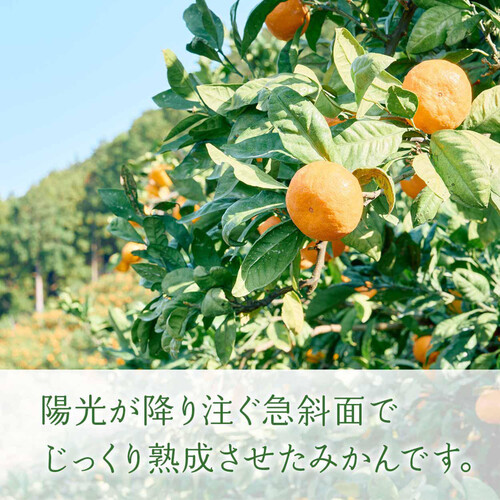 食べごろ+］和歌山県産 ギュッと濃厚 吉田農園の有田三代みかん 520g 6