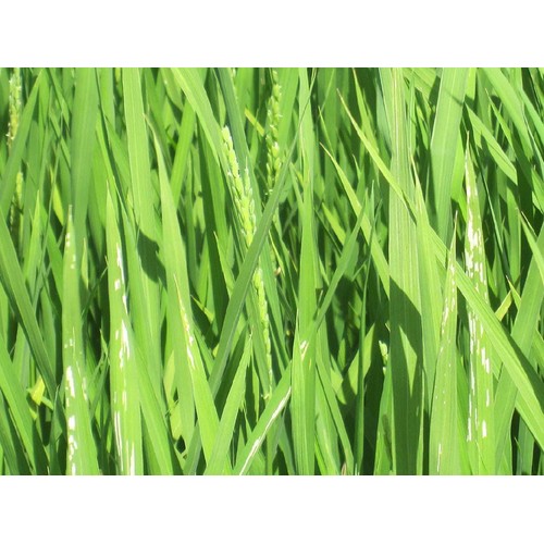 カワサキ森田屋 北海道 赤平産ゆめぴりか 特別栽培米 生産者ベストライス赤平 3kg