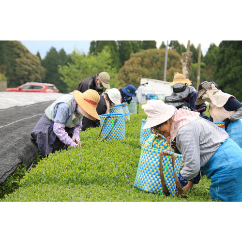 水宗園本舗 有機栽培抹茶入緑茶ティーバッグ 3gx30袋 Green Beans