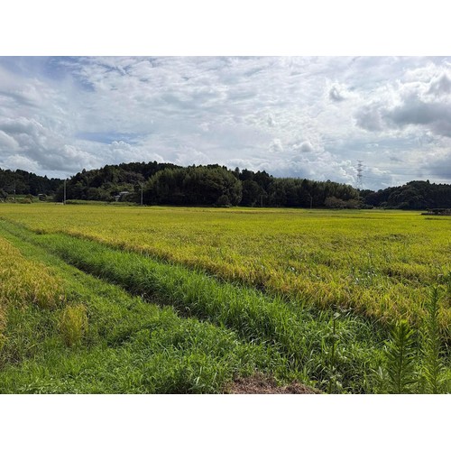 カワサキ森田屋 【冷蔵お届け/令和8年産】千葉県多古産 コシヒカリ 2kg
