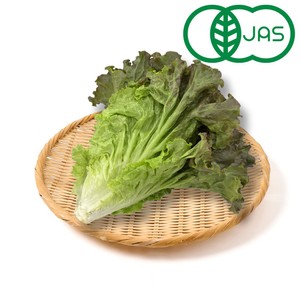 有機】国内産 サニーレタス 1個 Green Beans | グリーンビーンズ by AEON