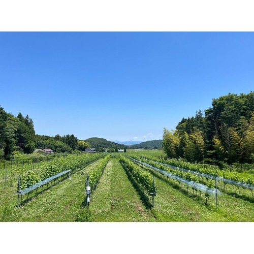 【福島県産】 逢瀬ヴァン デ オラージュ 湖南シャルドネ 750ml