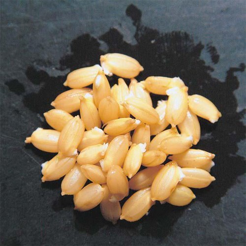 アイリッツ 特別栽培米 籾発芽玄米 芽吹き米 1kg