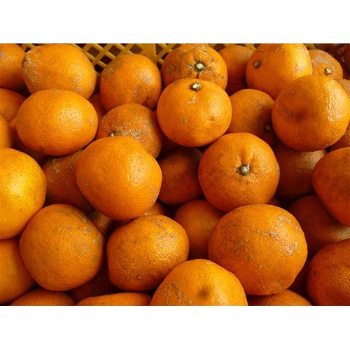 光食品 有機みかんサイダー + レモン 250ml Green Beans | グリーン