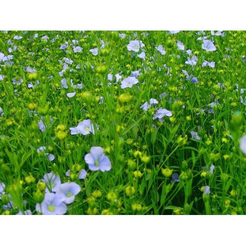 朝日 有機JASアマニ油 170g