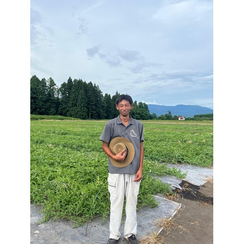 ［食べごろ+］山形県産 心祝のタネごと食べられるすいかピノガール 小さめ 1.2kg 1玉