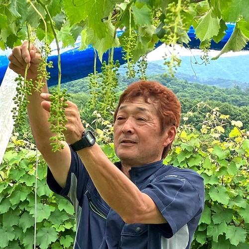 ［食べごろ+］山梨県笛吹市産 小倉さんたちのぶどう(たねなし巨峰) 450g 1房