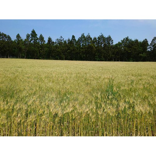 光食品 国産有機むぎ茶 275g