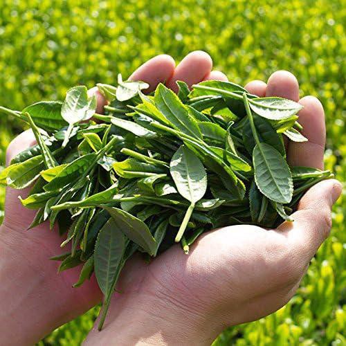 伊藤園 おーいお茶 緑茶 2000ml