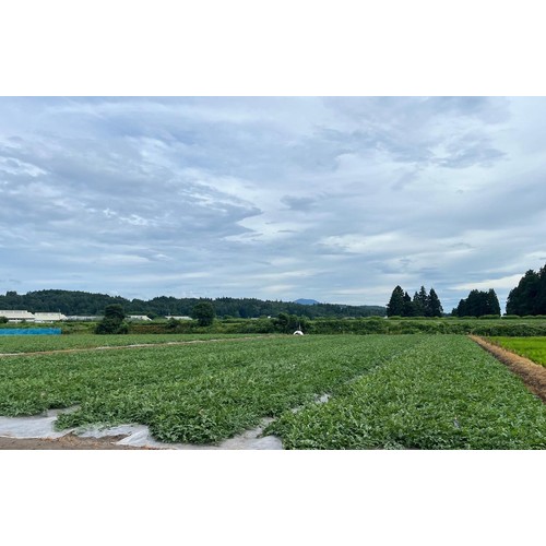 ［食べごろ+］山形県産 心祝のタネごと食べられるすいかピノガール 小さめ 1.2kg 1玉