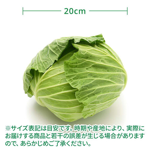 ［鮮度+］神奈川県産 キャベツ 1個