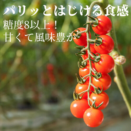 ［鮮度+］千葉県産 へたなしミニトマト スイートベル 400g 1パック