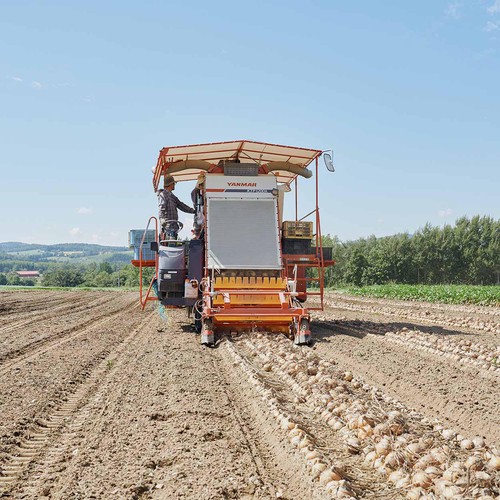 北海道産 たまねぎ 1.2kg (5-6個) Green Beans | グリーン
