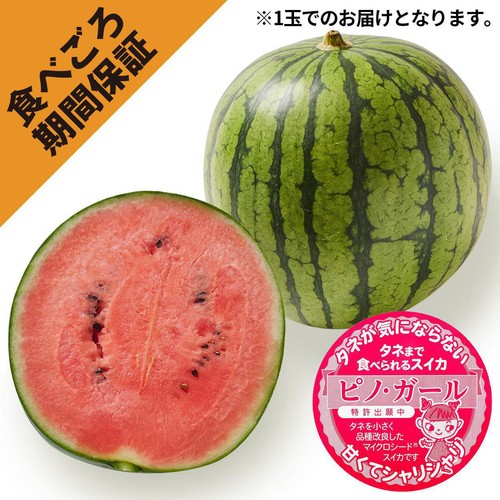 ［食べごろ+］山形県産 心祝のタネごと食べられるすいかピノガール 小さめ 1.2kg 1玉