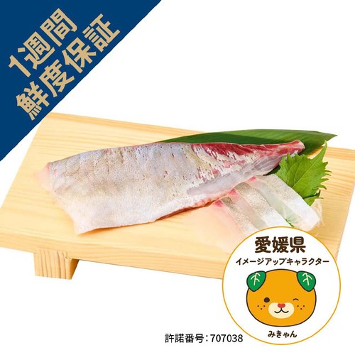 [鮮度+]【冷蔵】愛媛県産 養殖活〆しまあじ刺身用(腹) 1冊 80g