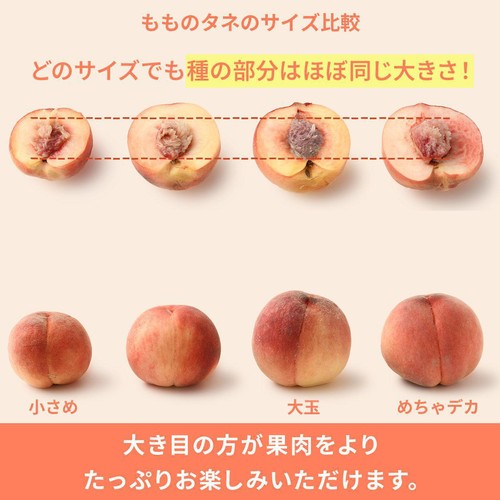 [食べごろ+] 長野県産 もも(あかつき) 大玉 2個 520g