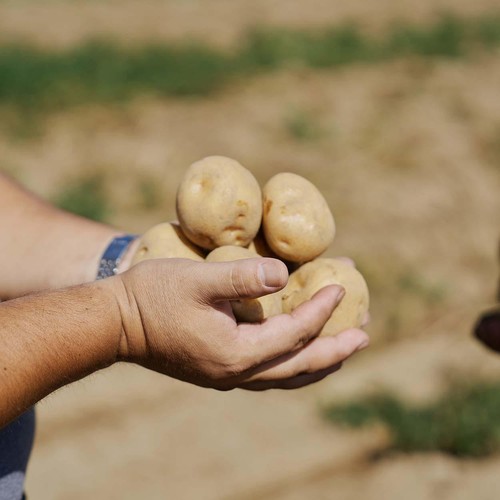 北海道産森浦農場 じゃがいも(インカのめざめ) 400g 1袋 Green Beans