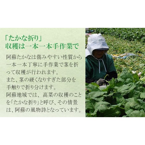【冷凍】東日本フーズ さば阿蘇高菜チューブ 200g