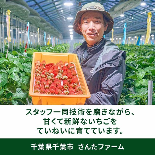 千葉県産 さんたファームのこだわりいちご(ほしうらら) 250g