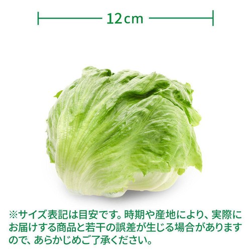 ［鮮度+］長野県産 レタス 1個