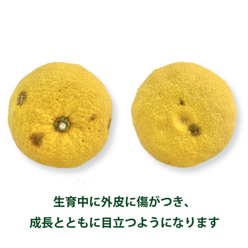 高知県産 ゆず 1個 Green Beans | グリーンビーンズ by AEON
