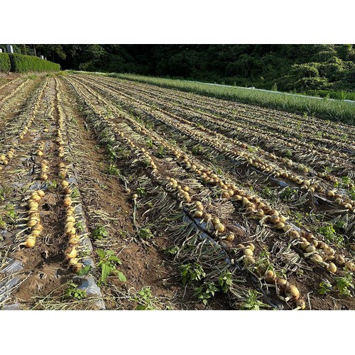 【有機】千葉県産 こつぶたまねぎ 450g(4-6個)